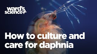 Caring and Culturing for Daphnia [upl. by Neerehs]