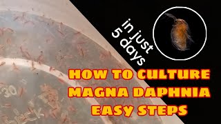 How to Culture Magna Daphnia Easily [upl. by Steep]