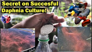 How to Culture Daphnia Successfully [upl. by Avivah]