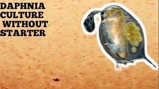 HOW TO CULTURE DAPHNIA NATURALLY WITHOUT A STARTER [upl. by Lloyd927]