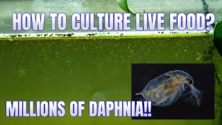 How to Culture Daphnia Secret Method to Breed MILLIONS  Simply Aquatic [upl. by Bradly]