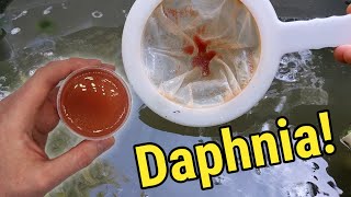 How I Culture Daphnia In Outdoor Tubs [upl. by Anauqal]