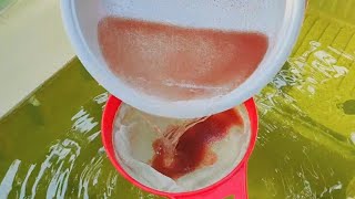 How to culture daphnia  Daphnia culture  How to grow daphnia outdoor [upl. by Adnorehs]