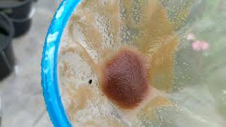 How to culture daphnia moina in a small container Part 1 English Subtitle [upl. by Ahsieym]