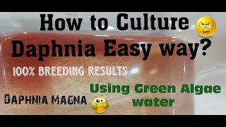 Daphnia MagnaHow to Culture Daphnia Easy wayCulturing Daphnia using Green water Daphnia [upl. by Horgan]