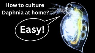 BEST Live Fish Food Beginner guide How to Culture Daphnia at home [upl. by Golub]