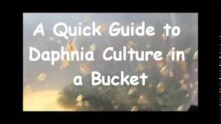 How to culture daphnia outside [upl. by Maurili]