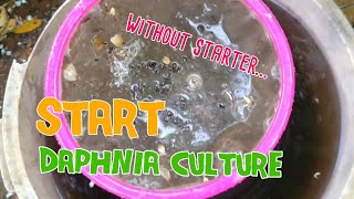 How to culture daphnia moina the easy way 1  Starting the Daphnia culture [upl. by August]