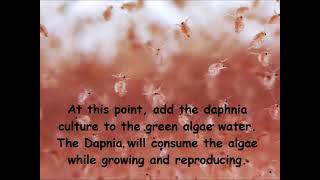 Daphnia  How to grow daphnia in your home [upl. by Ahseym]