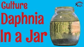 How to Culture Daphnia in a Jar [upl. by New]