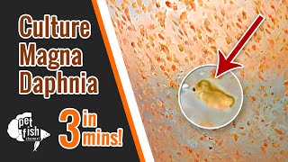 How to culture DAPHNIA MAGNA  The easy way [upl. by Eluj]