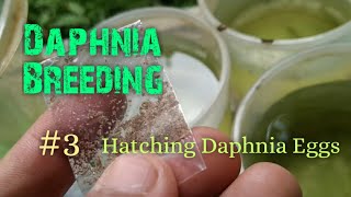 Daphnia Culture made simple and easy 3  Hatching Daphnia eggs [upl. by Yelich]