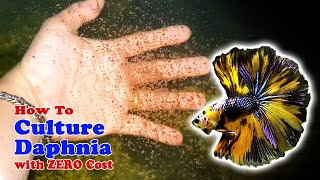 How to Culture Daphnia with ZERO Cost  Unlimited Live Food For Our Fish [upl. by Holcman]