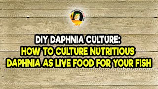 DIY Daphnia Culture How to Culture Nutritious Daphnia as Live Food for Your Fish [upl. by Frick]