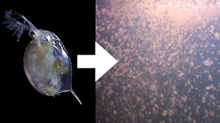 How I Culture Daphnia [upl. by Lewanna]