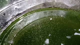 DAPHNIA MOINA CULTURE IN A SMALL BUCKET [upl. by Adnahsal]