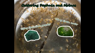 How To Culture Daphnia and Moinas using Green Water Spirulina powder [upl. by Nylyrehc]