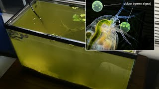 Raising Daphnia for the Freshwater Aquarium [upl. by Eneli]