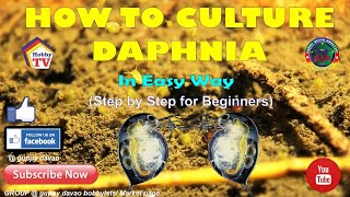 HOW TO CULTURE DAPHNIA In Easy Way [upl. by Bunde]